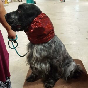 A black and gray dog wearing a red scarf sitting indoors.