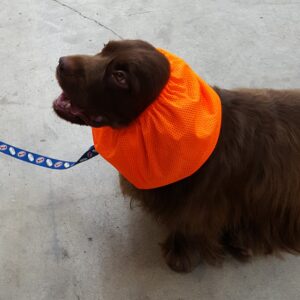 A brown dog wearing an orange fabric collar on a leash.