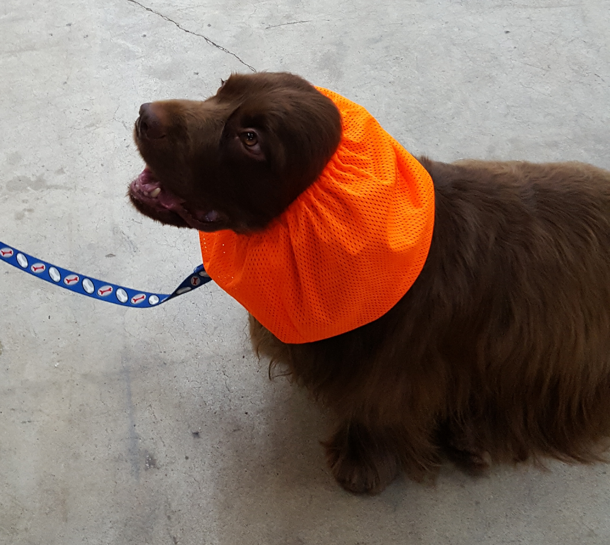 A brown dog wearing an orange fabric collar on a leash.