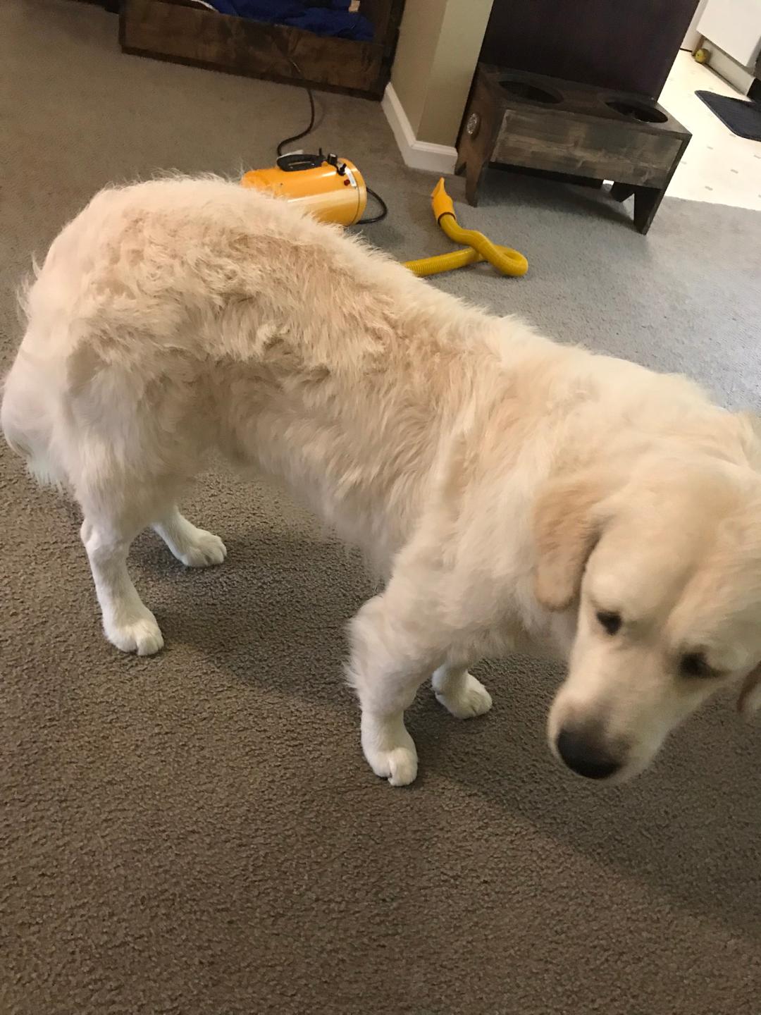 A golden retriever standing indoors on carpet.