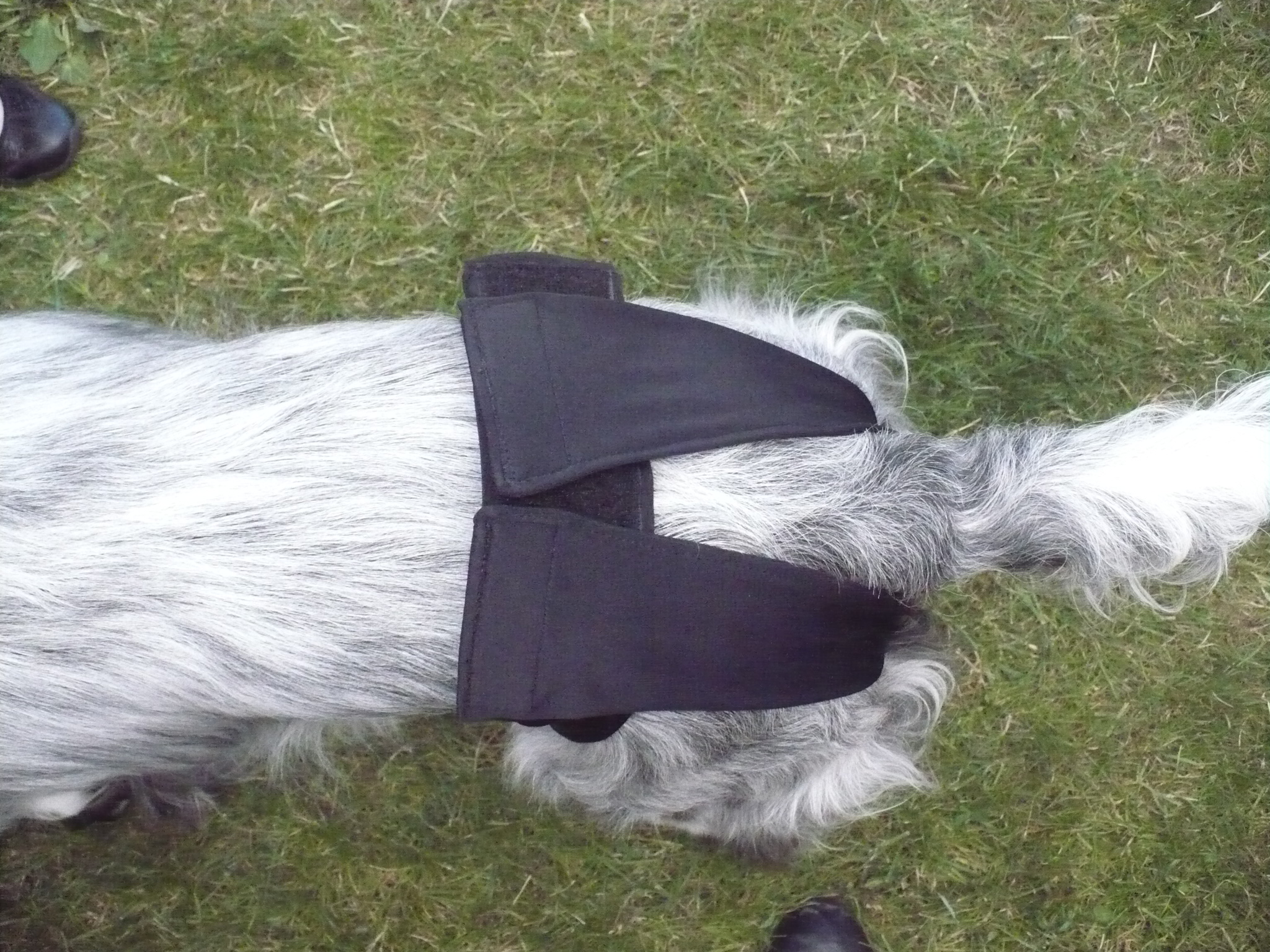 Dog wearing black fabric sleeves on its front legs.