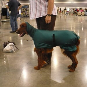 Dog wearing a green full-body suit indoors.