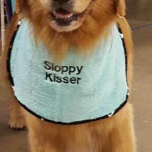 Dog wearing a bib that says 'Sloppy Kisser'.