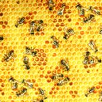 Bees on honeycomb with hexagonal cells.