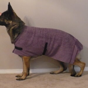 Dog wearing a cozy purple sweater.