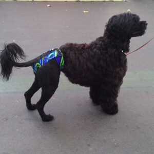 Black dog wearing colorful harness outdoors.