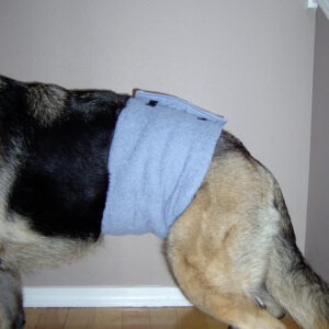 A dog wearing a blue cloth wrapped around its midsection indoors.