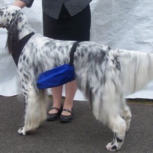 A tall, slender dog with a white and black speckled coat.