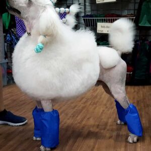 Poodle with blue leg covers, styled fur.